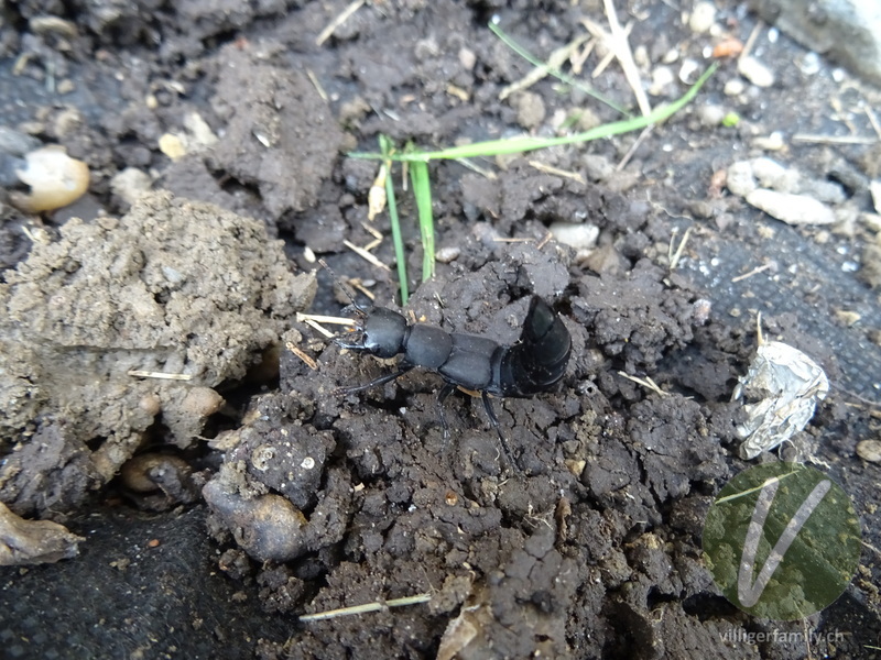 Schwarzer Moderkäfer: Übersicht